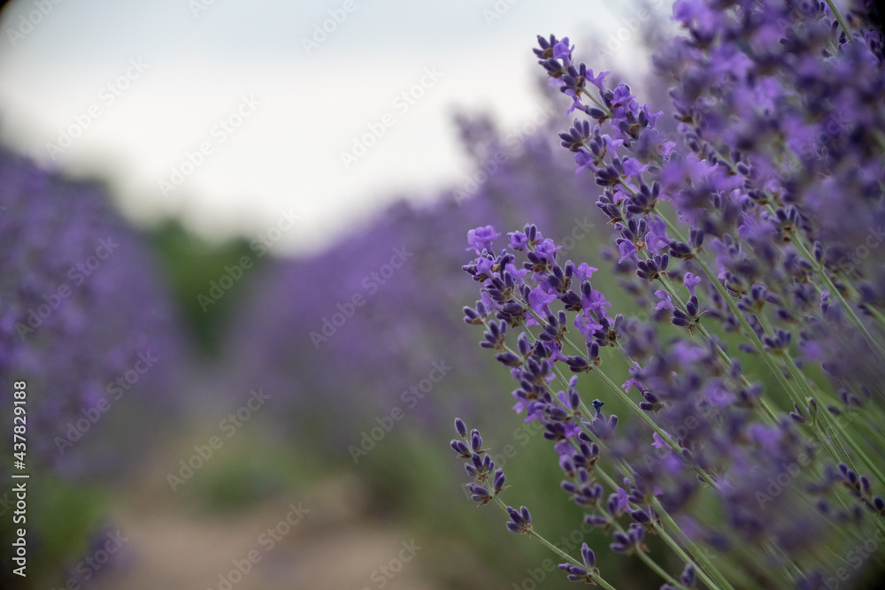 Obraz premium Lavender flower field, Blooming purple fragrant lavender flowers. Growing lavender swaying in the wind, harvesting, perfume ingredient, aromatherapy