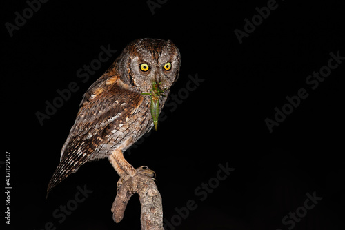 Eurasian scops owl, otus scops, holding green bush-cricket in beak while sitting on branch. Bird of prey with scary face eating insect on tree bough. Small animl hunting at night with copy space.
