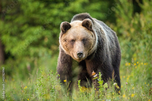 Brown bear, ursus arctos, staring into a camera from front view on a green meadow. Fauna of High Tatras National Park in Slovakia. Eye contact with dangerous wild animal.