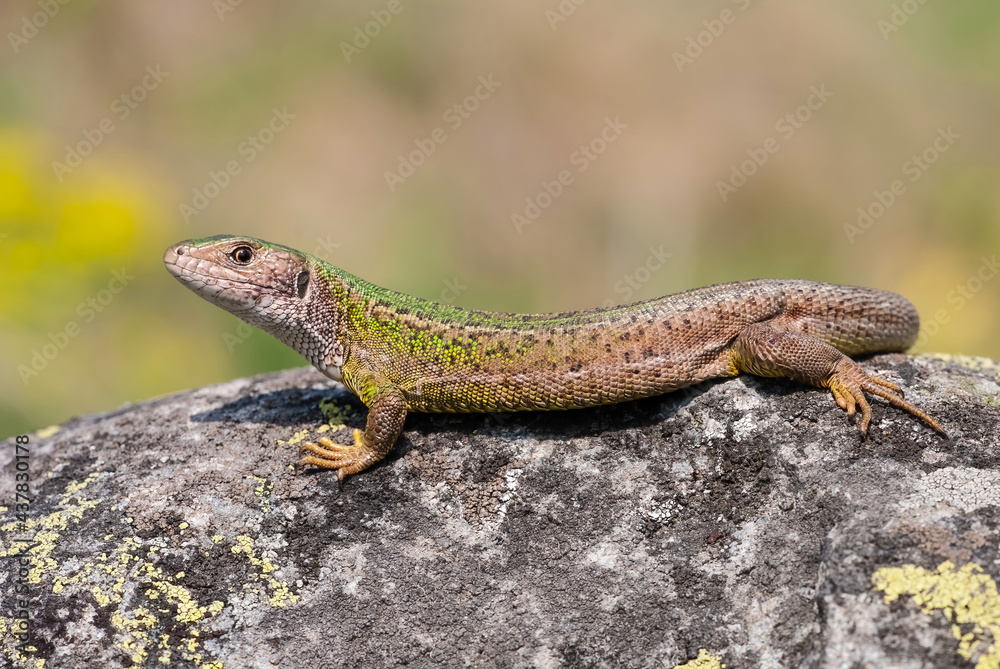 Female european green lizard, lacerta viridis, lying on a rock illuminated by summer sun. Nature scenery with wild animal basking. Reptile with brown skin in wilderness. Female european green lizard, lacerta viridis, lying on a rock illuminated by summer sun. Nature scenery with wild animal basking. Reptile with brown skin in wilderness.