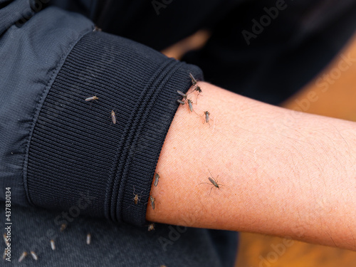 a lot of mosquitoes sit on the man's hand