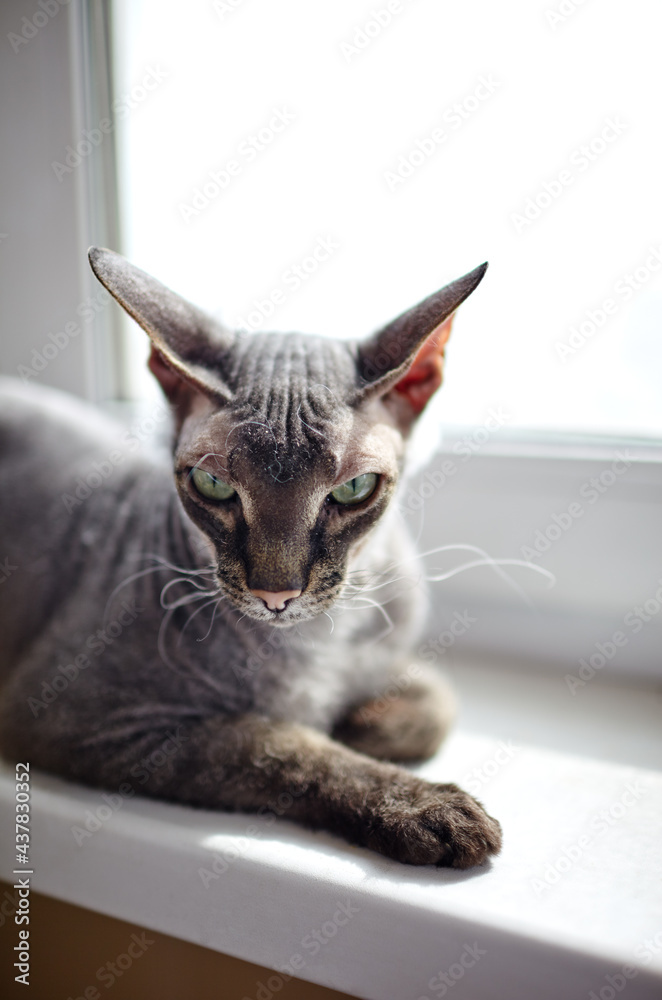 Funny cat sitting on window sill. A beautiful gray sphinx cat
