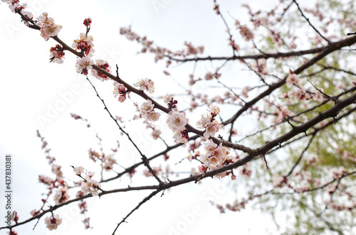 Beautiful white apricot blossom at park. Flowering apricot tree. Fresh spring background on nature outdoors. Soft focus image of blossoming flowers in spring time