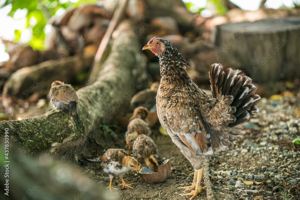 Free range hen and her chicks roam freely looking for scraps to eat. Free range hen and her chicks roam freely looking for scraps to eat.