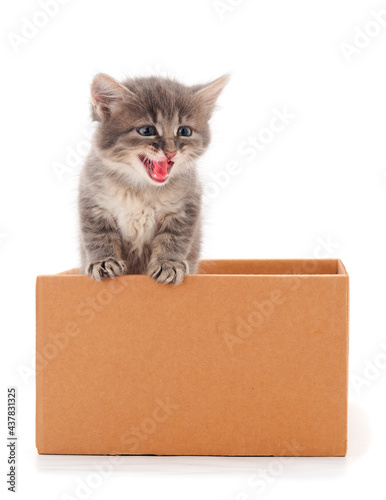 Kitten in box.