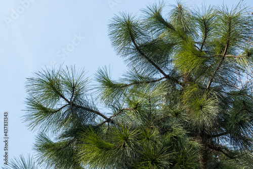 The green branches of a pine tree against a clear blue sky. Ecology and environment background.