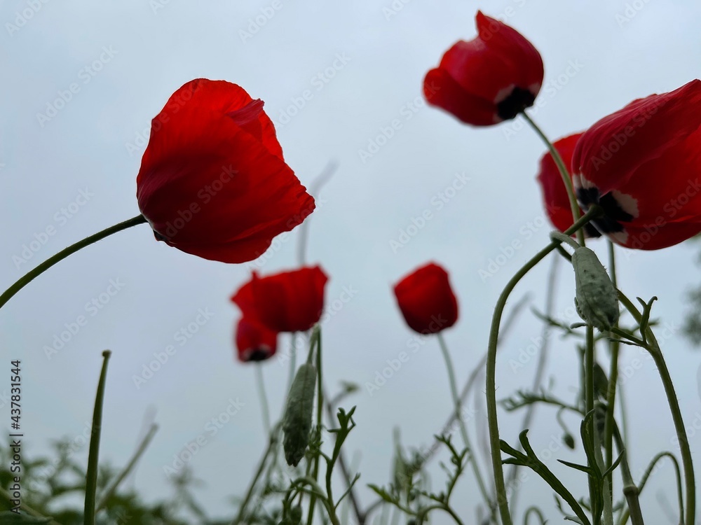 Naklejka premium red poppy in the field