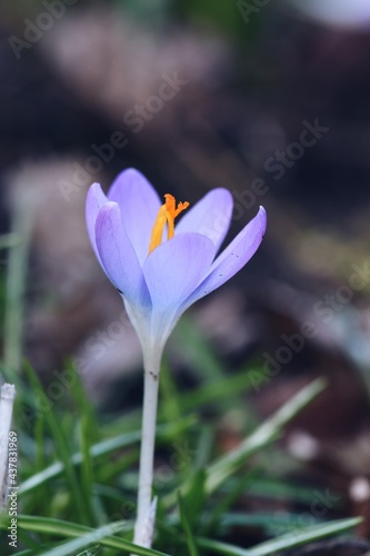Closeup macro of purple crocus flower