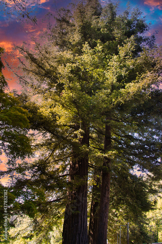 Redwood trees and spring flowers in Big Sur California