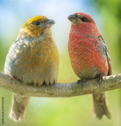 Two little birds sitting on a branch. Male and Female pine grosbeak (Pinicola enucleator) photo