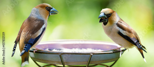 Slika na platnu Two little songbirds sitting on a bird feeder