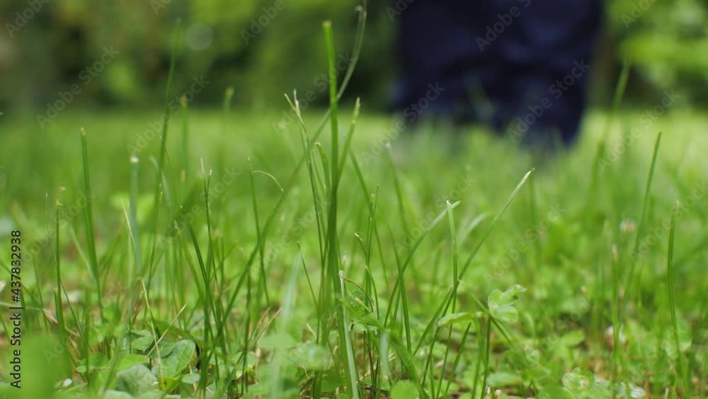 A man is looking for treasure with metal detector in the green grass. Close up A man is looking for treasure with metal detector in the green grass. Close up