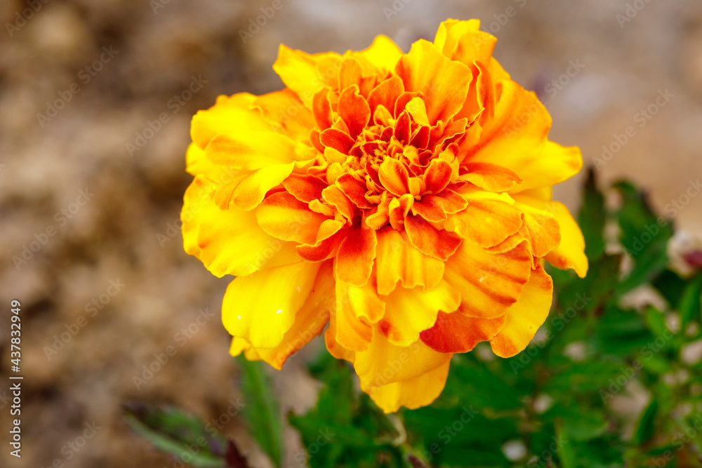 Macro view of the marigold flower Macro view of the marigold flower