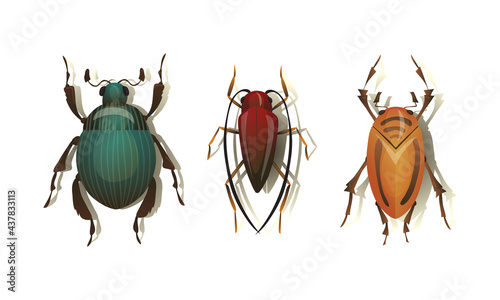 Bugs and Beetle as Coleoptera Insects with Elytra Vector Set