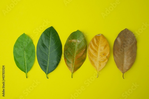 Jackfruit leaves are called from young shoots to old leaves on yellow background