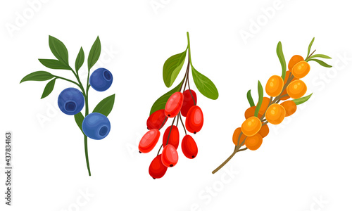 Blueberry and Barberry Branch with Berries and Green Fibrous Leaves Vector Set
