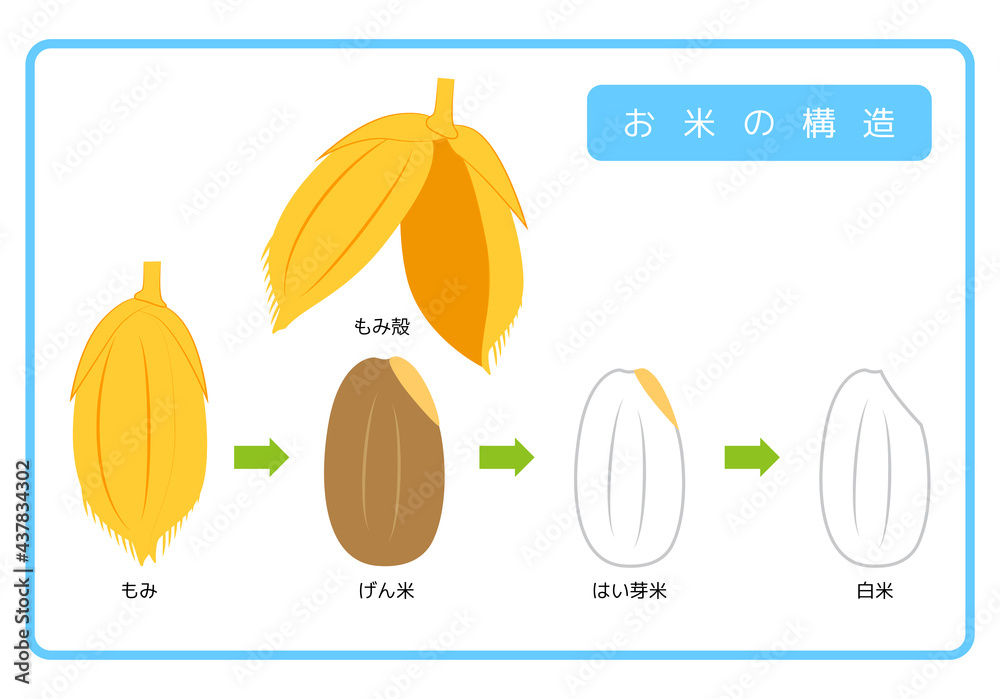 日本語版 お米の構造図 もみ殻 玄米 胚芽米 白米 ぬか層 断面図 イラスト シンプル ベクター Japanese Version Rice Structure Diagram Rice Husk Brown Rice Germ Rice White Rice Bran Layer Cross Section View Illustration Simple Vector Stock