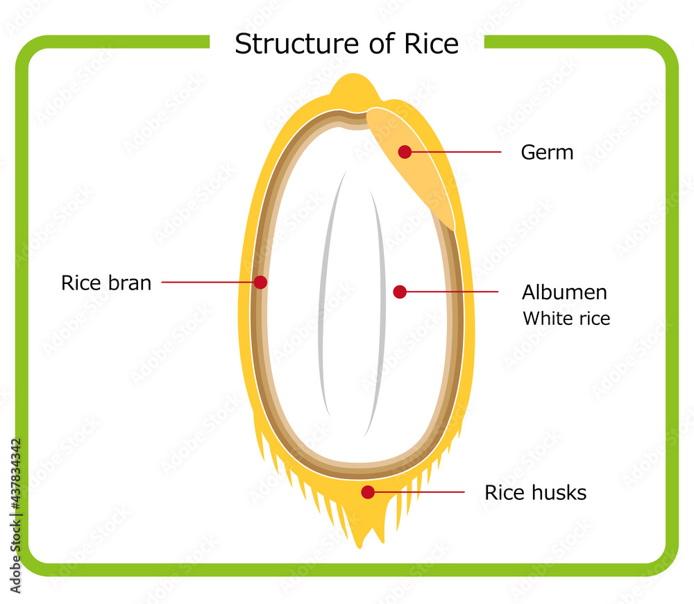 英語版 お米の構造図 もみ殻 玄米 胚芽米 白米 ぬか層 断面図 イラスト シンプル ベクター English Version Rice Structure Diagram Rice Husk Brown Rice Germ Rice White Rice Bran Layer Cross Section View Illustration Simple Vector Stock