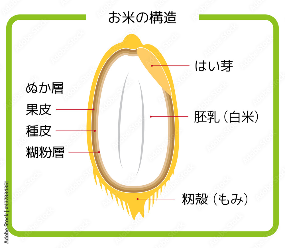 日本語版 お米の構造図 もみ殻 玄米 胚芽米 白米 ぬか層 断面図 イラスト シンプル ベクター Japanese Version Rice Structure Diagram Rice Husk Brown Rice Germ Rice White Rice Bran Layer Cross Section View Illustration Simple Vector Vector