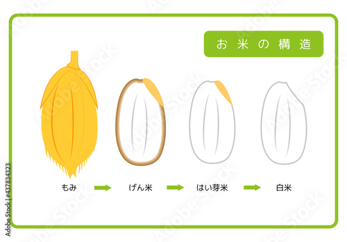 日本語版 お米の構造図 もみ殻 玄米 胚芽米 白米 ぬか層 断面図 イラスト シンプル ベクター