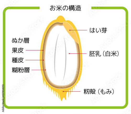 日本語版 お米の構造図 もみ殻 玄米 胚芽米 白米 ぬか層 断面図 イラスト シンプル ベクター
Japanese version. Rice structure diagram. rice husk. brown rice. germ rice. white rice. bran layer. cross-section view. illustration. simple. vector.