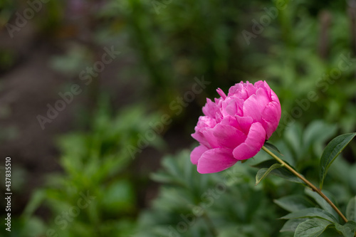 Wallpaper Mural Pink peony Torontodigital.ca