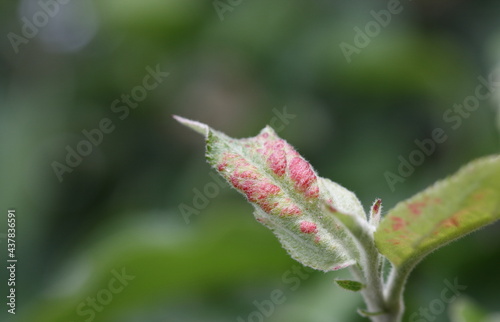 Red swollen spots on the leaves of the apple tree from the defeat of aphids