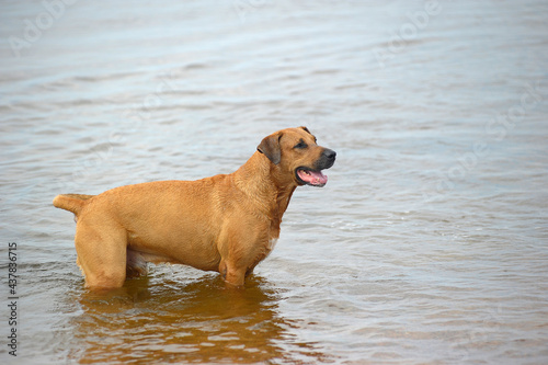 dog playing in the lake in the summer
