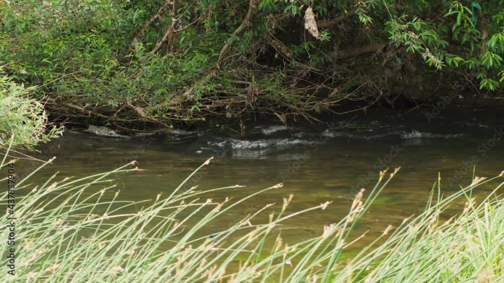 The flow of a small river against the background of willow branches and roots. Midges fly in the frame The flow of a small river against the background of willow branches and roots. Midges fly in the frame