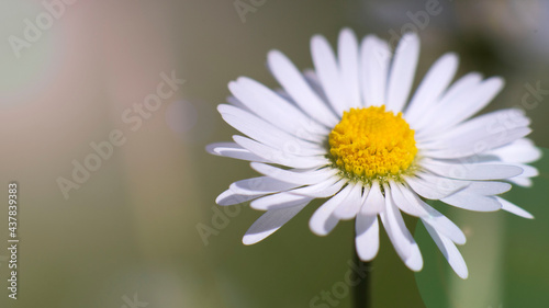 Daisy Macroshot  Blumenaufnahme im Sommer