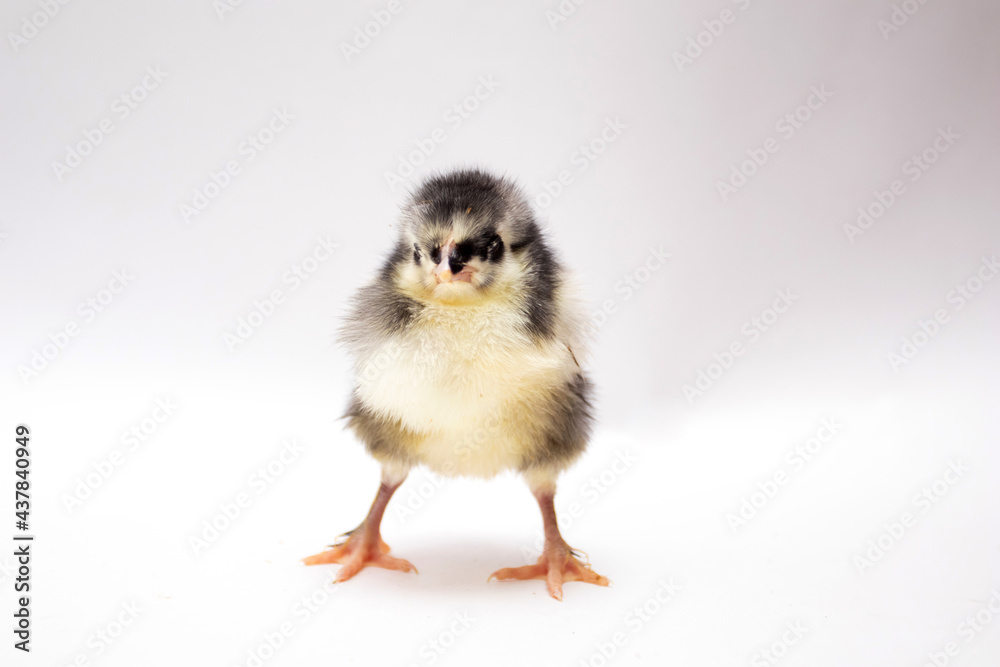 Cute young newborn chicken isolated on white background.