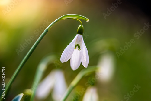 Snowdrop or common snowdrop (Galanthus nivalis) flower in the forest with warm sunshine at springtime. The first flowers of the Spring season are blooming