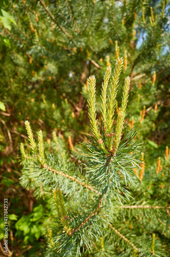 Close up picture of pine tree burgeons, selective focus.