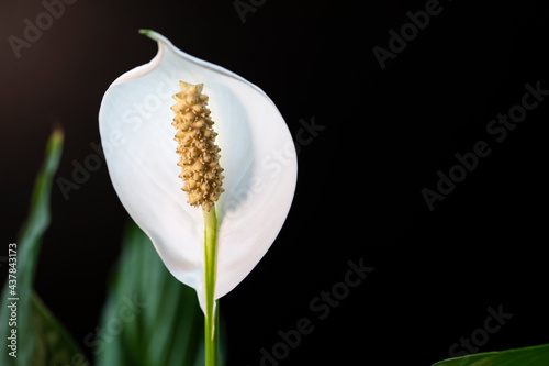 Beautiful white spathiphyllum flower blooms close-up.