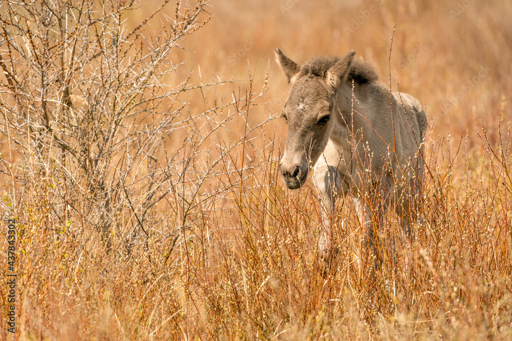 A playful Konik horse foal. The newborn is jumping in the golden reeds A playful Konik horse foal. The newborn is jumping in the golden reeds