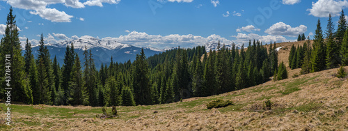 Fototapeta Naklejka Na Ścianę i Meble -  Carpathian mountain plateau spring panorama with fir forest on slope, Ukraine.
