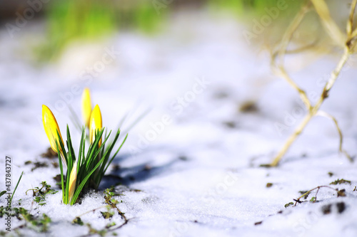 Spring flowers, white crocus snowdrops sun rays. White and yellow crocuses in the country in the spring. Fresh joyous plants bloomed. The young sprouts.