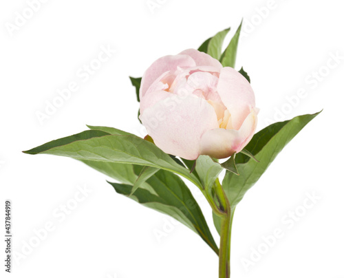 White peony flower isolated on white background.