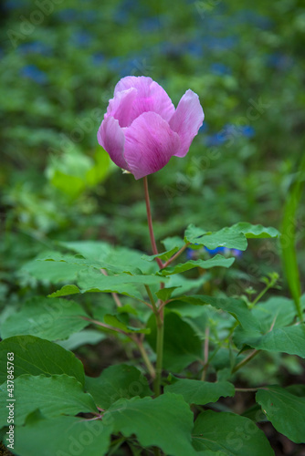 Pink crimean peony  Paeonia daurica  in the forest.
