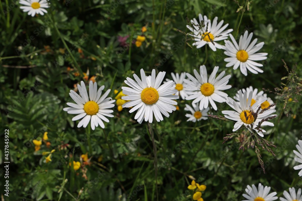 Fototapeta premium A group of white daisies in the meadow