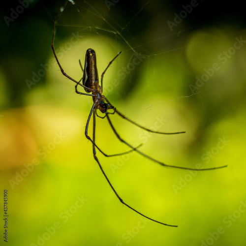 pająk zwisający na pajęczynie pod rośliną