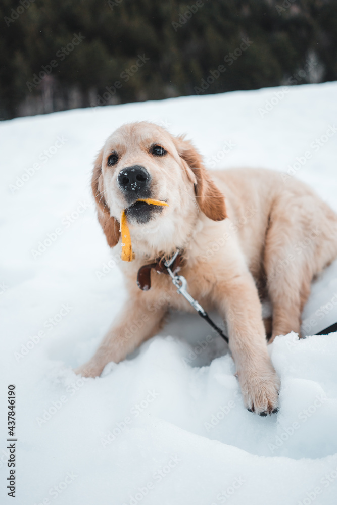 Little golden retriever puppy in a motion on snow and grass field, Switzerland
