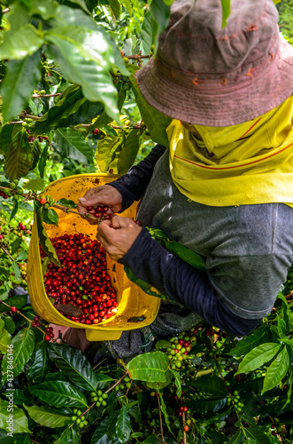 Obraz na płótnie skilled fast coffee picking in Colombia w salonie