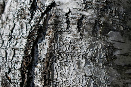 Сlose-up texture of birch bark
