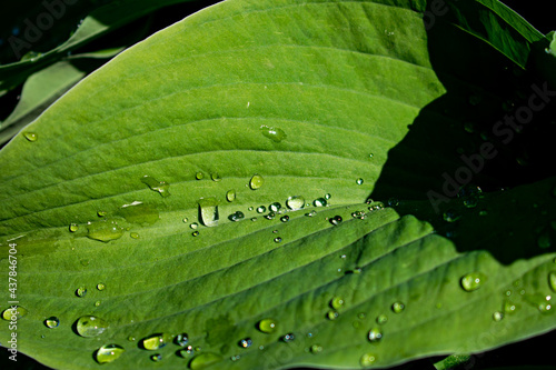 Сlose-up of a leaf covered with raindrops