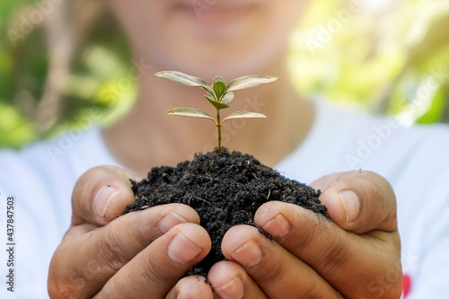 Trees grow in soil by human hands, reforestation concept and global warming campaign.