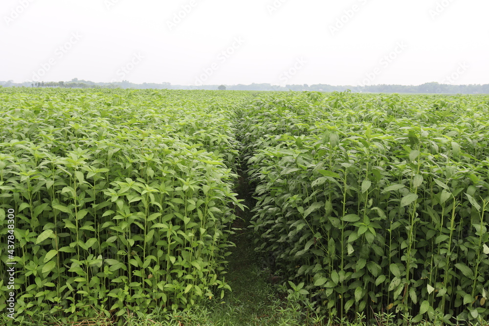 green colored jute farm on field green colored jute farm on field