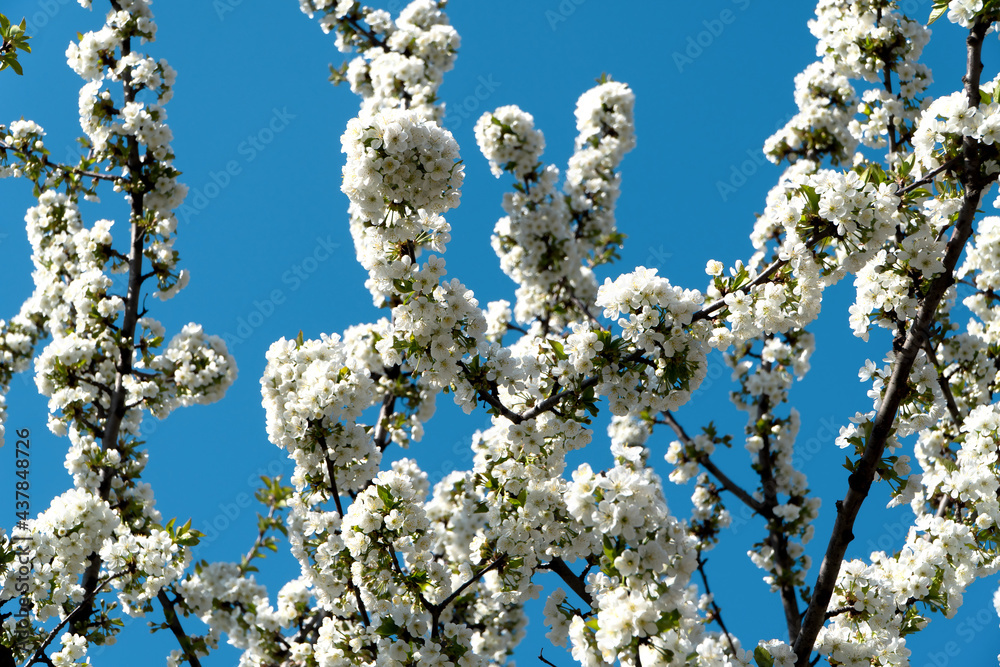 Blossoming cherry branches against the blue sky. Sunny day. Blossoming cherry branches against the blue sky. Sunny day.
