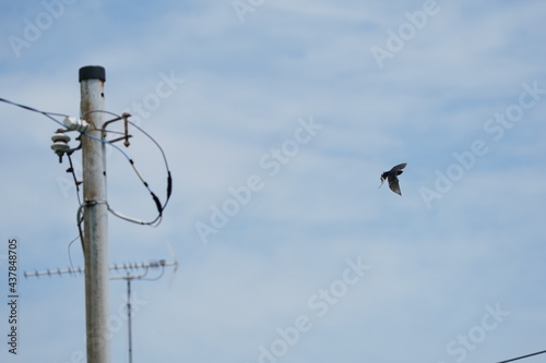 swallow and power cable