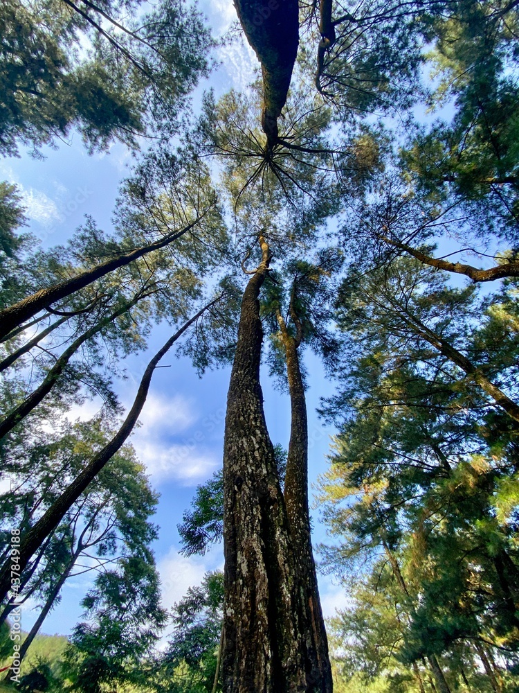 Fototapeta premium trees in the forest